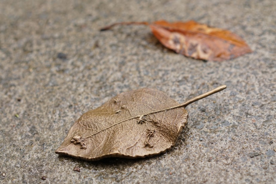 bronze casting of a leaf